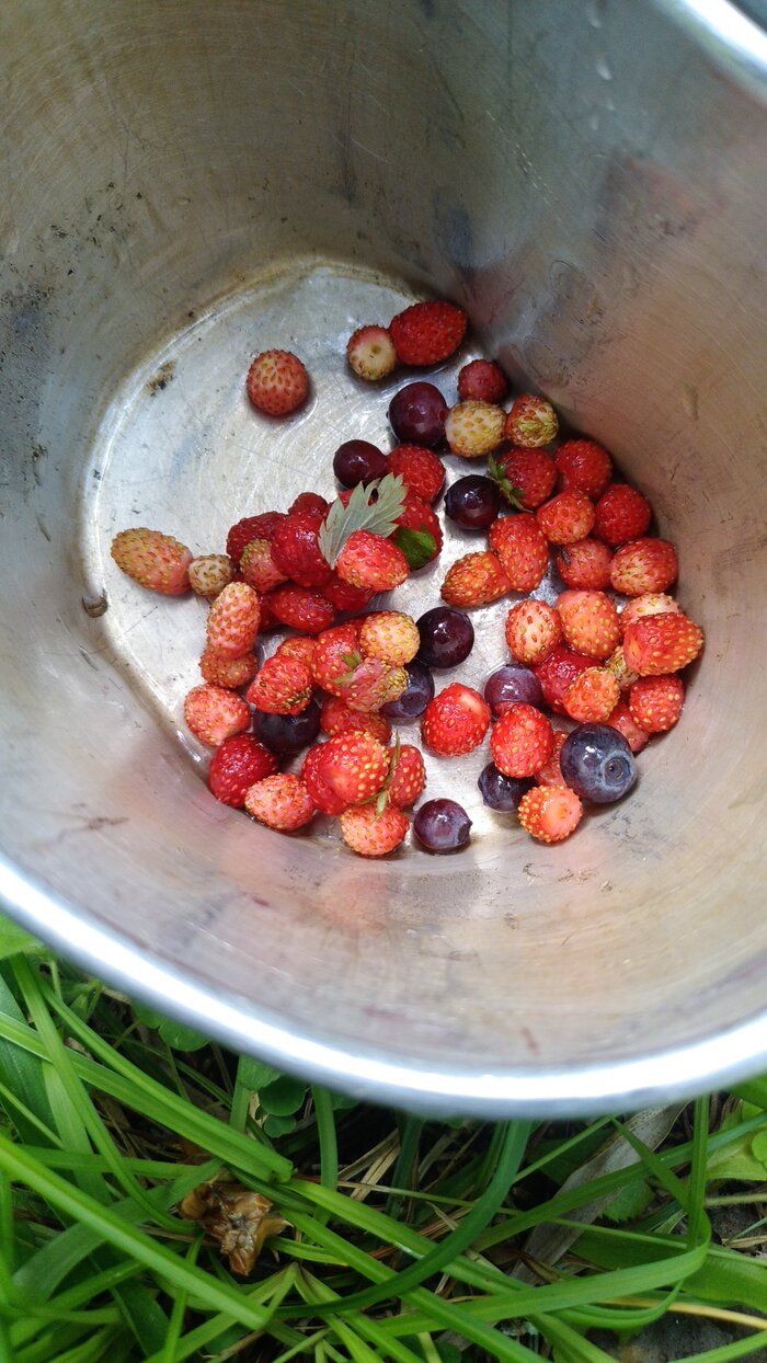 Удивился, что черника поспела.