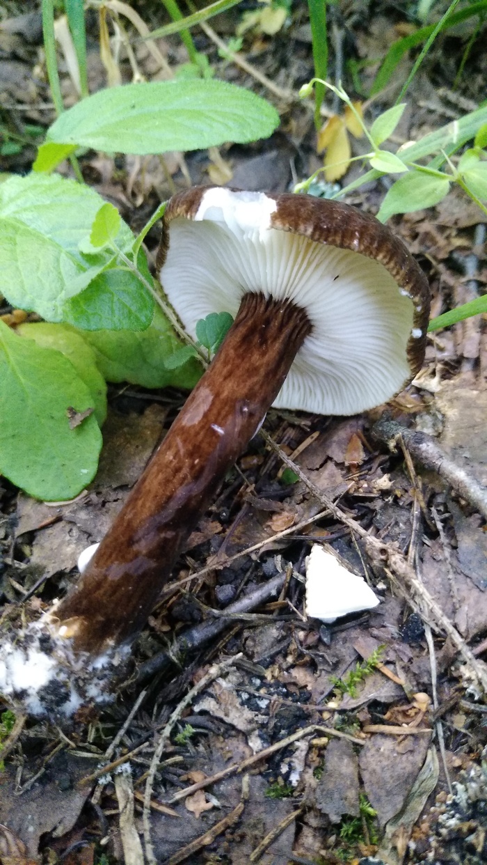 Очень красивый, название не знаю.