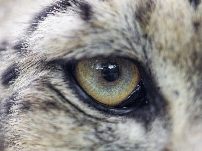 Snow leopard in detail, or 50 shades of gray - Snow Leopard, The photo, Eyes, Paws, Tail, To fall, Nose, Wild animals, Cat family, Predatory animals, Big cats, Telegram (link), Longpost