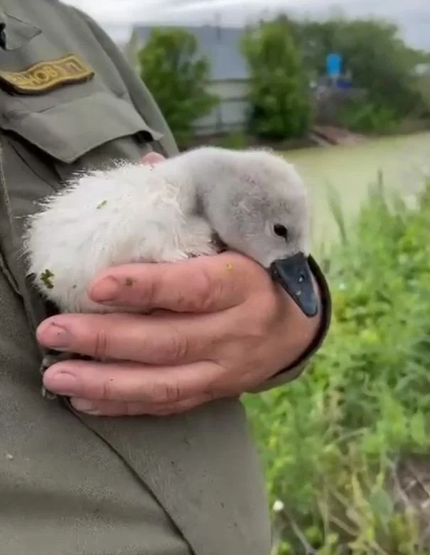 A swan chick that strayed from the flock was rescued from evil ducks in Tatarstan - Tatarstan, Swans, Duck, Video, Longpost