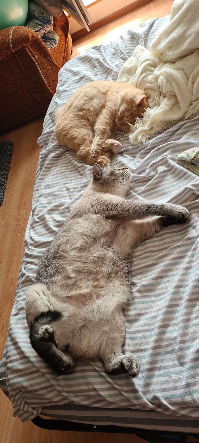 Пощемить - это святое. Модели: сверху Тесла, внизу Альбус.