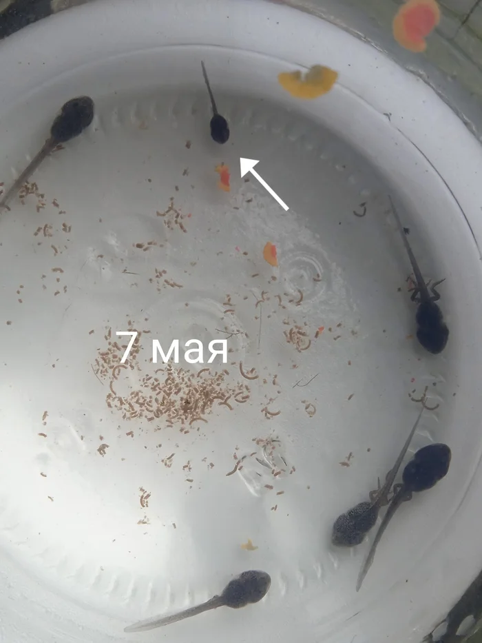 Самый медленный лягушонок - Моё, Лягушки, Головастики, Эксперимент, It Is Wednesday My Dudes, Выращивание, Длиннопост
