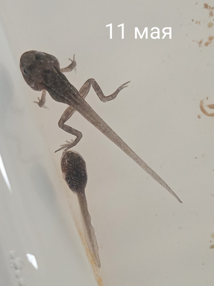    , , , It Is Wednesday My Dudes, , 