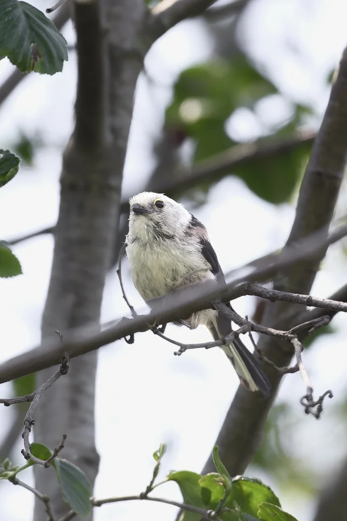 Long-tailed tit or titmouse (Republic of Mari El) - My, Canon, Photo hunting, Ornithology, Ornithology League, Birds, Long-tailed, Mari El, Longpost