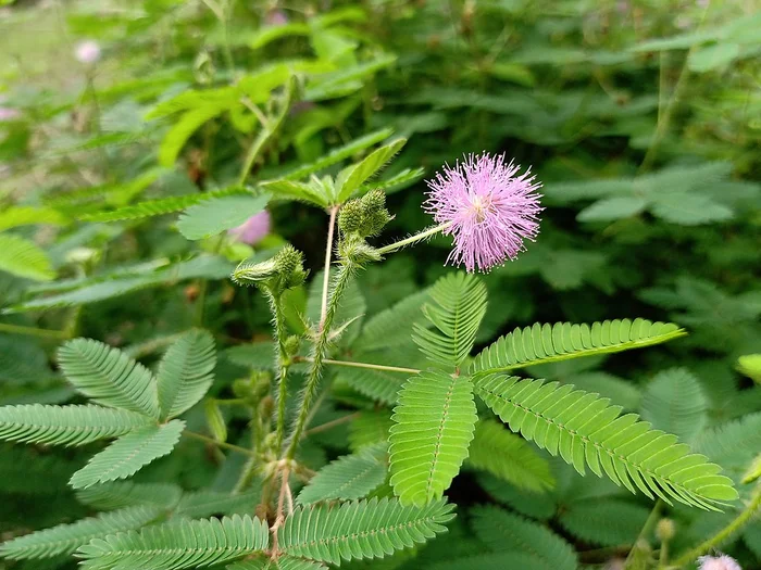 A vegan's worst nightmare! Do plants have intelligence? - My, Nauchpop, Research, The science, Scientists, Evolution, Plants, Flora, Houseplants, Biology, Alexander Panchin, Video, Youtube, Longpost