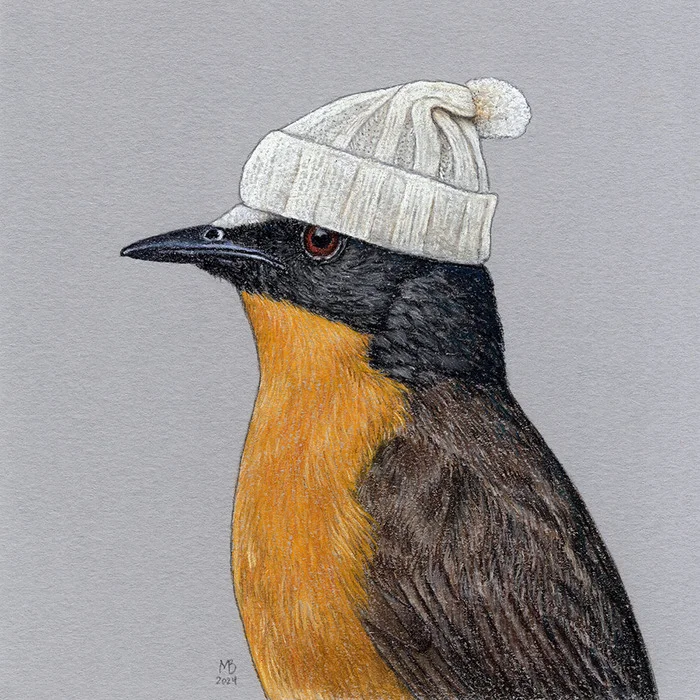 White-capped Redstart - My, Art, Drawing, Birds, Animalistics, Pastel, Birds in hats, Redstart, Traditional art, Cap