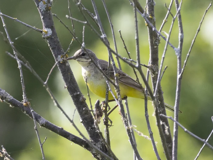 Caring mother yellow wagtail - My, The nature of Russia, Nature, The photo, Photo hunting, wildlife, Ornithology League, Birds, Bird watching, Ornithology, Wagtail, yellow wagtail, Longpost