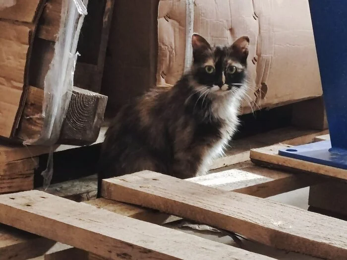 Спасение котят со склада - Моё, Кот, Котята, Спасение, Помощь, Ветеринария, Кошатники, Доброта, Санкт-Петербург, Забота, Домашние животные, Лига Добра, Бездомные животные, Пушистые, Трехцветная кошка, Милота, Было-Стало, Длиннопост