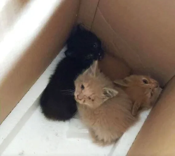 Спасение котят со склада - Моё, Кот, Котята, Спасение, Помощь, Ветеринария, Кошатники, Доброта, Санкт-Петербург, Забота, Домашние животные, Лига Добра, Бездомные животные, Пушистые, Трехцветная кошка, Милота, Было-Стало, Длиннопост