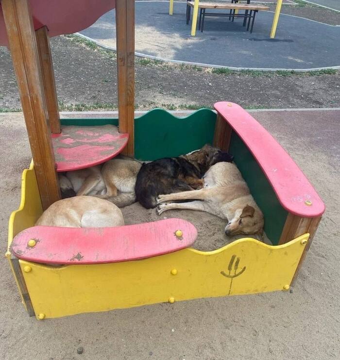 Typical Astrakhan kindergarten - Radical animal protection, Criminals, Stray dogs, Dog, Playground, Sandbox, Astrakhan