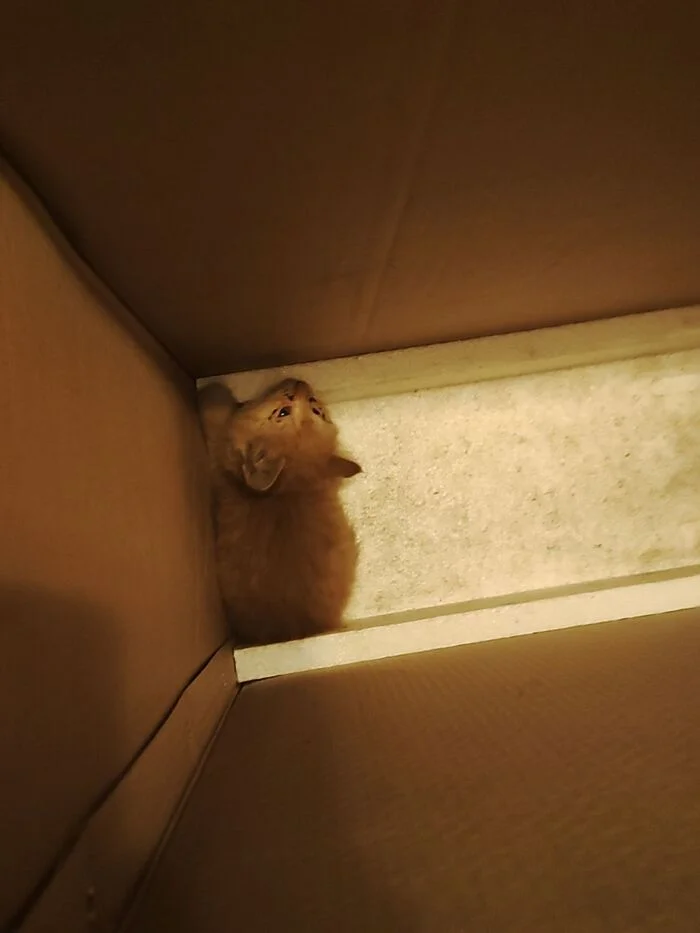 Спасение котят со склада - Моё, Кот, Котята, Спасение, Помощь, Ветеринария, Кошатники, Доброта, Санкт-Петербург, Забота, Домашние животные, Лига Добра, Бездомные животные, Пушистые, Трехцветная кошка, Милота, Было-Стало, Длиннопост