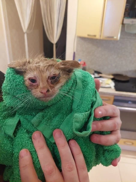 Спасение котят со склада - Моё, Кот, Котята, Спасение, Помощь, Ветеринария, Кошатники, Доброта, Санкт-Петербург, Забота, Домашние животные, Лига Добра, Бездомные животные, Пушистые, Трехцветная кошка, Милота, Было-Стало, Длиннопост