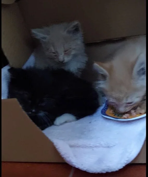 Спасение котят со склада - Моё, Кот, Котята, Спасение, Помощь, Ветеринария, Кошатники, Доброта, Санкт-Петербург, Забота, Домашние животные, Лига Добра, Бездомные животные, Пушистые, Трехцветная кошка, Милота, Было-Стало, Длиннопост