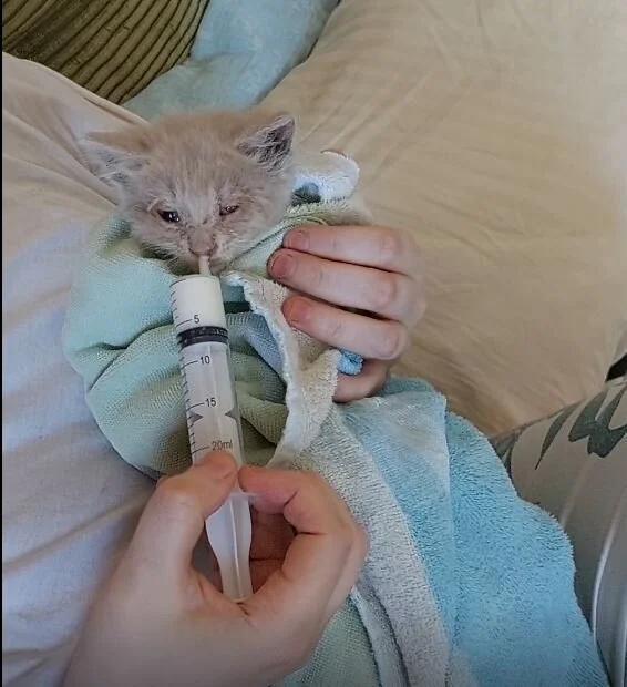 Спасение котят со склада - Моё, Кот, Котята, Спасение, Помощь, Ветеринария, Кошатники, Доброта, Санкт-Петербург, Забота, Домашние животные, Лига Добра, Бездомные животные, Пушистые, Трехцветная кошка, Милота, Было-Стало, Длиннопост