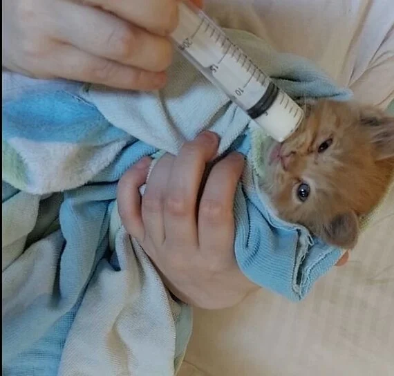 Спасение котят со склада - Моё, Кот, Котята, Спасение, Помощь, Ветеринария, Кошатники, Доброта, Санкт-Петербург, Забота, Домашние животные, Лига Добра, Бездомные животные, Пушистые, Трехцветная кошка, Милота, Было-Стало, Длиннопост