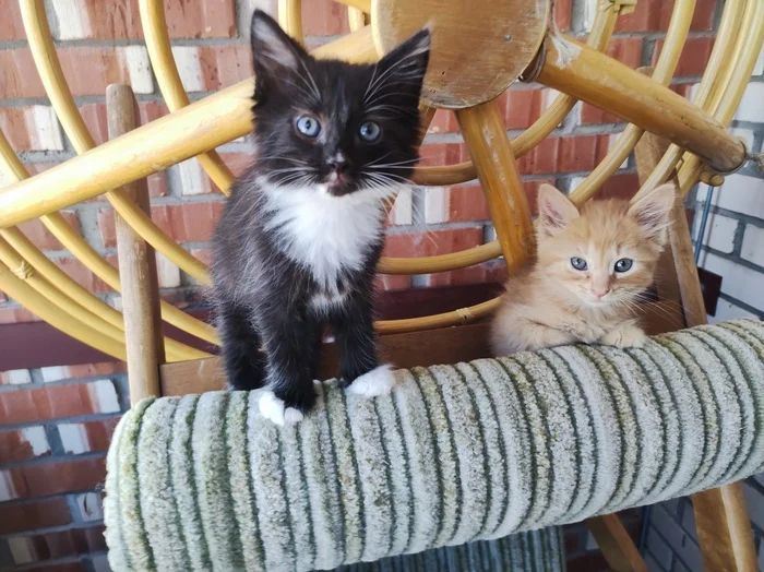 Спасение котят со склада - Моё, Кот, Котята, Спасение, Помощь, Ветеринария, Кошатники, Доброта, Санкт-Петербург, Забота, Домашние животные, Лига Добра, Бездомные животные, Пушистые, Трехцветная кошка, Милота, Было-Стало, Длиннопост
