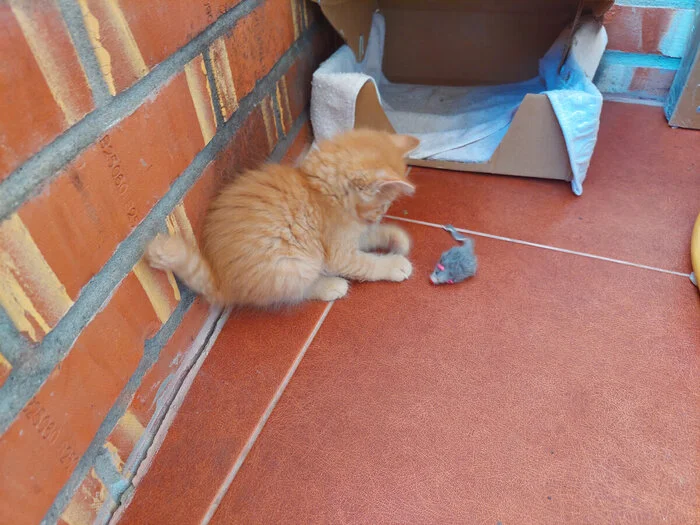 Спасение котят со склада - Моё, Кот, Котята, Спасение, Помощь, Ветеринария, Кошатники, Доброта, Санкт-Петербург, Забота, Домашние животные, Лига Добра, Бездомные животные, Пушистые, Трехцветная кошка, Милота, Было-Стало, Длиннопост