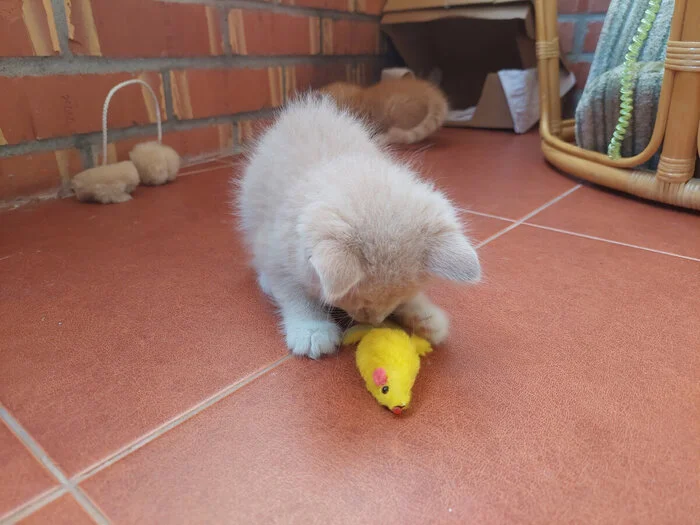 Спасение котят со склада - Моё, Кот, Котята, Спасение, Помощь, Ветеринария, Кошатники, Доброта, Санкт-Петербург, Забота, Домашние животные, Лига Добра, Бездомные животные, Пушистые, Трехцветная кошка, Милота, Было-Стало, Длиннопост
