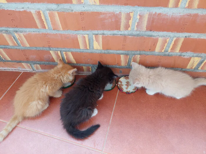 Спасение котят со склада - Моё, Кот, Котята, Спасение, Помощь, Ветеринария, Кошатники, Доброта, Санкт-Петербург, Забота, Домашние животные, Лига Добра, Бездомные животные, Пушистые, Трехцветная кошка, Милота, Было-Стало, Длиннопост