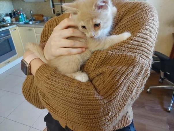 Спасение котят со склада - Моё, Кот, Котята, Спасение, Помощь, Ветеринария, Кошатники, Доброта, Санкт-Петербург, Забота, Домашние животные, Лига Добра, Бездомные животные, Пушистые, Трехцветная кошка, Милота, Было-Стало, Длиннопост