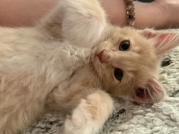 Спасение котят со склада - Моё, Кот, Котята, Спасение, Помощь, Ветеринария, Кошатники, Доброта, Санкт-Петербург, Забота, Домашние животные, Лига Добра, Бездомные животные, Пушистые, Трехцветная кошка, Милота, Было-Стало, Длиннопост