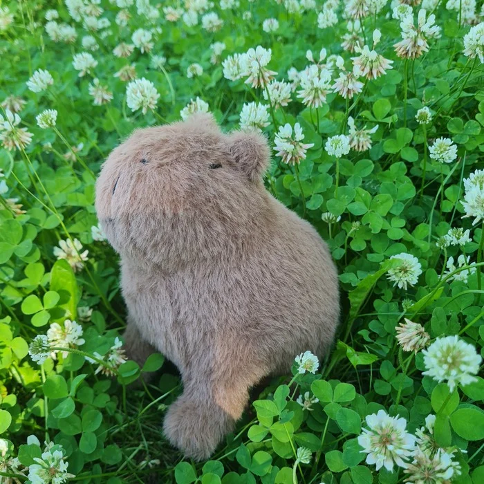 Capybara Zen - My, Needlework without process, Capybara, Soft toy, Handmade, Longpost