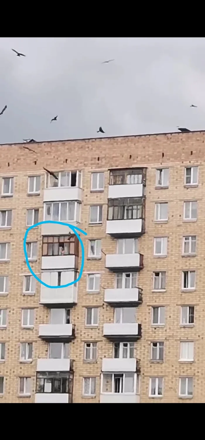 Reply to the post “You take the meat and stick your hand out the window” - My, Meat, Feeding, Vertical video, Predator birds, Balcony, Video, Longpost, Reply to post