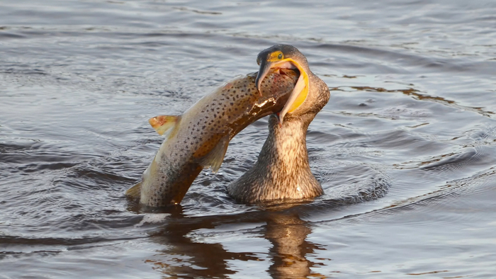 Когда пытаешься съесть сет роллов за один раз.