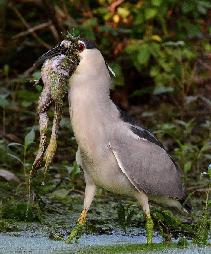 Эта жаба при всём старании задушить птицу не сможет.