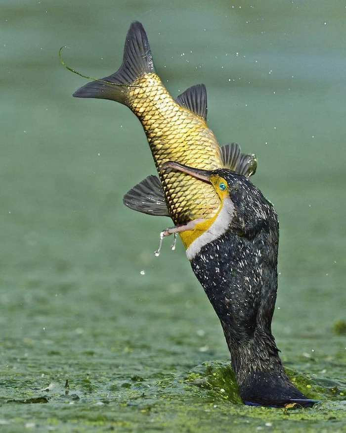 С завтрашнего дня точно на диете!