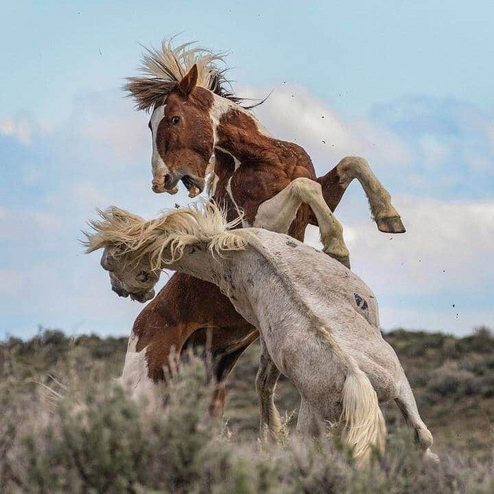 — Дорогая, давай завершим наш спор, я уже всё понял... — Нет, я не договорила!