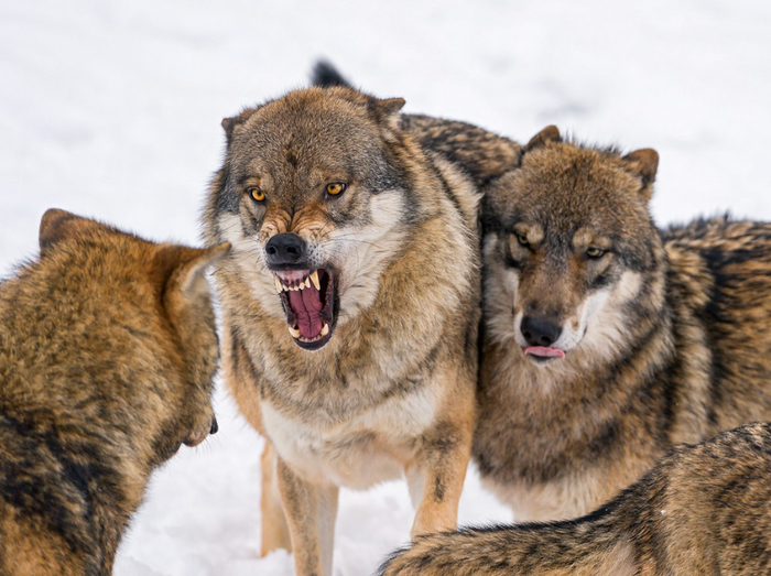 У волков бывают смертельные драки. Но происходят они между разными стаями во время войны за территории. Внутри группы животные обходятся друг с другом мирно!