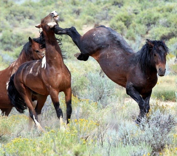 Пока жеребёнок не подрастёт, кобылы защищают его ото всех, даже от собственного отца и от других кобыл в табуне.