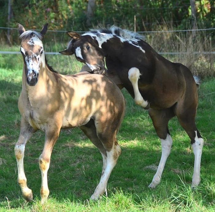 Типичная возня двух братьев, вне зависимости от их вида.