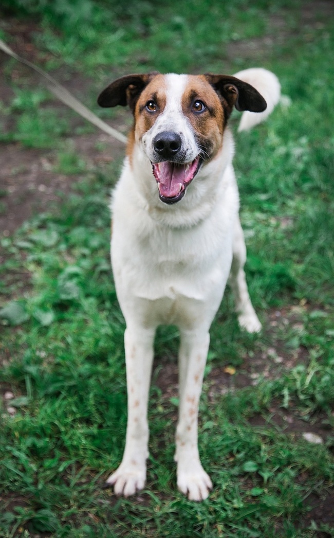 JONIK - the most charming ENTERTAINER - Overexposure, In good hands, Volunteering, Dog, Shelter, Permian, Homeless animals, Kindness, Longpost