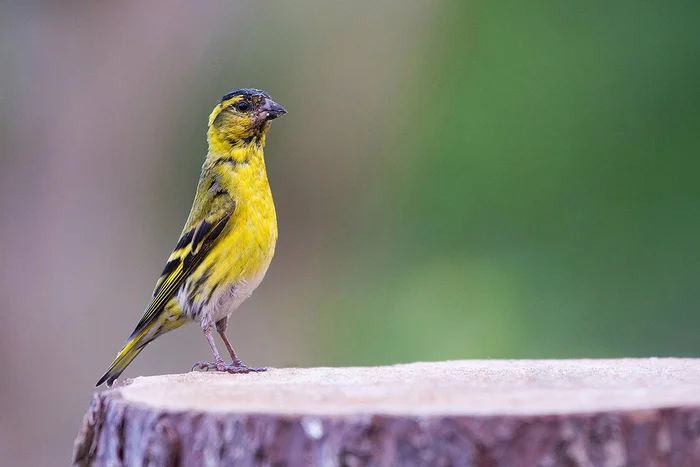 Chizhik - Siskin, Songbirds, Komi, wildlife, Family finchidae, Passeriformes, Birds, The photo