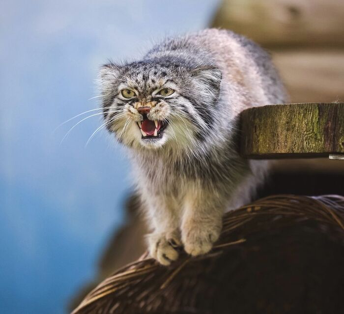 Не злите Пази