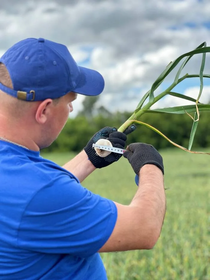 Investments in agriculture for growing garlic. With the company AgroInvestRF. Income up to 50% per annum - My, Сельское хозяйство, Business, Telegram, Passive income, Garlic, Earnings, Earnings on the Internet, Money, Investments, Entrepreneurship, Small business, Business in Russian, Businessmen, Starting a business, Income, Contribution, Farmer, Farming, Vegetables, Longpost