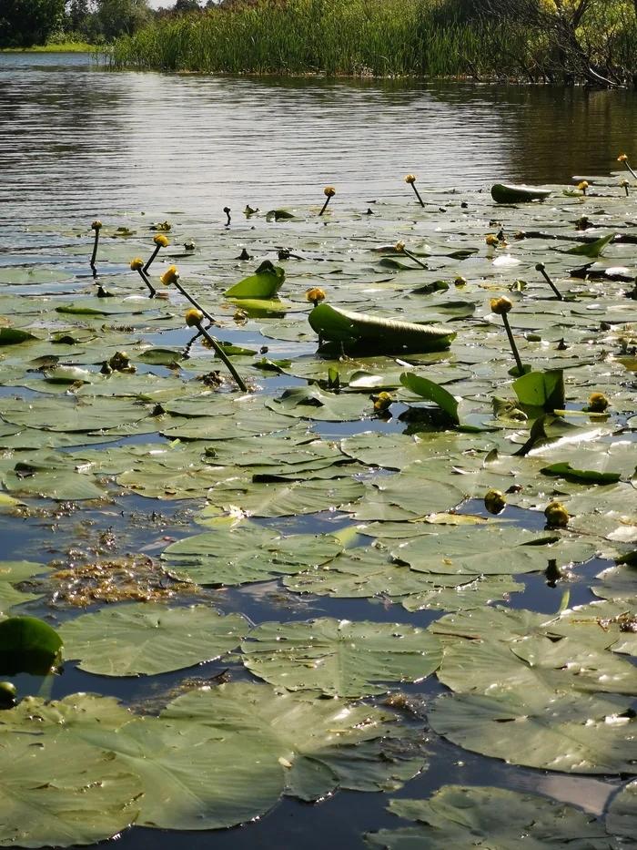 Visiting Tortilla - My, Pond, Water lily, Mobile photography