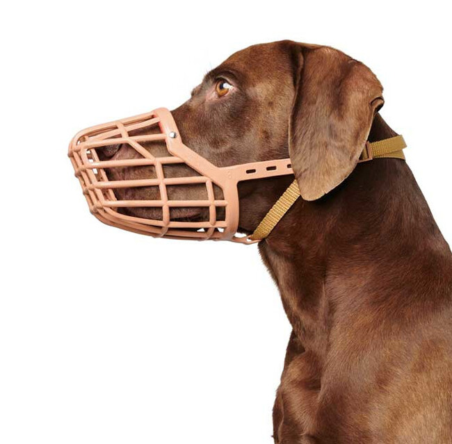 About the muzzle and leash - Dog, Training, Muzzle, Leash, Longpost, Dog attack