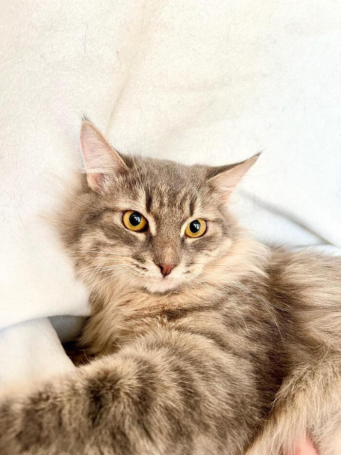 Luxurious ash cat Dude as a gift - My, Shelter, In good hands, Homeless animals, Overexposure, Love, cat, Fluffy, Cat lovers, Volunteering, Kindness, Is free, Longpost