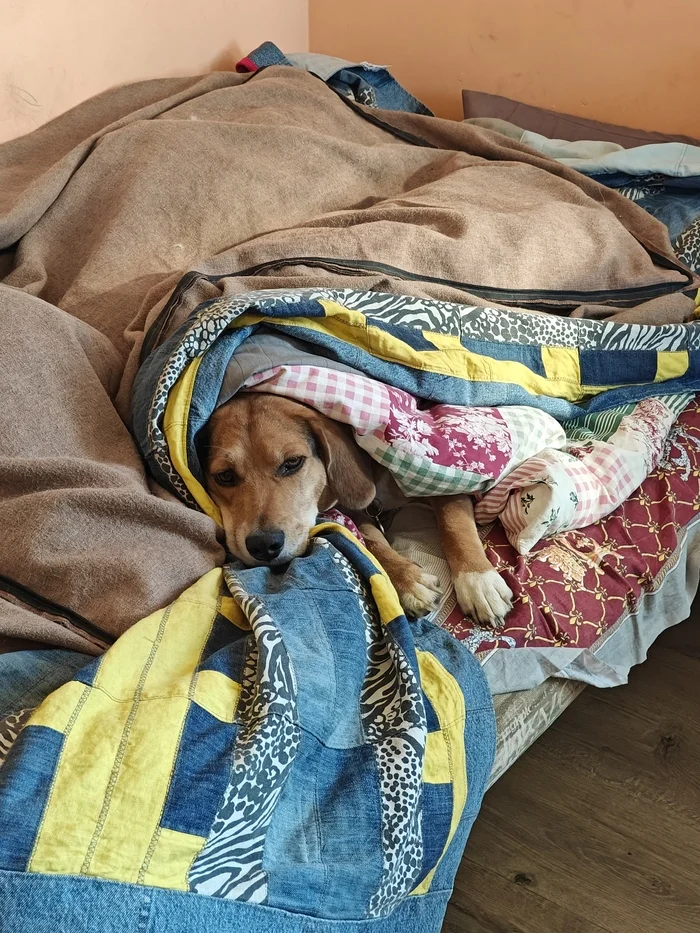 You need to get up, and I’ll still lie down! - My, Good boy, Mestizo, Dog, Relaxation, Pets, The photo