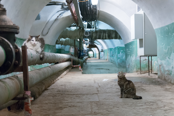 HERMITAGE CATS - My, Saint Petersburg, Winter Palace, Hermitage, cat, Tricolor cat, История России, Kittens, Fluffy, Pet the cat, Cat lovers, Longpost