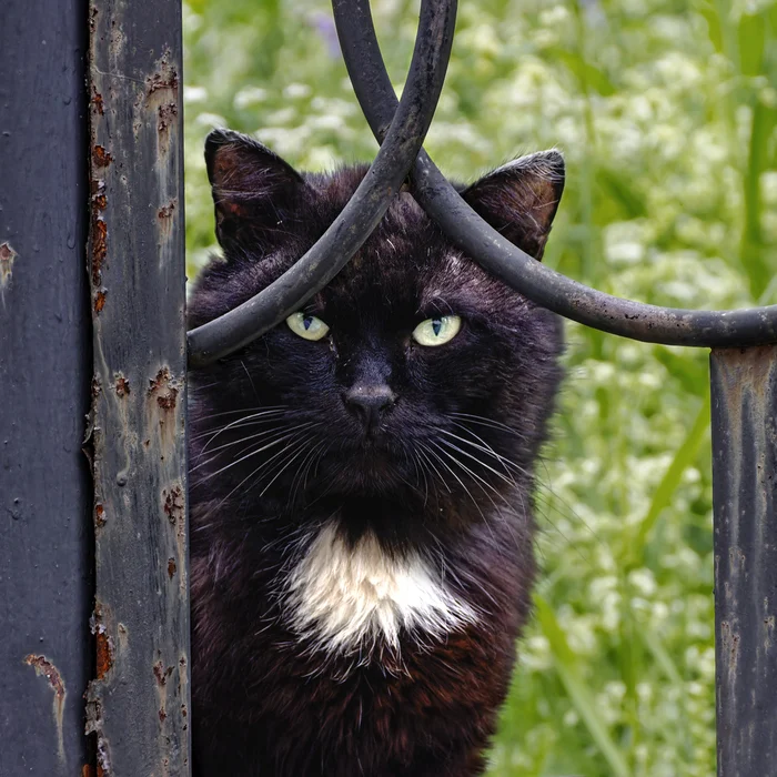 Black and fence - My, The photo, Canon, Street photography, City walk, cat, Black cat, Eyes