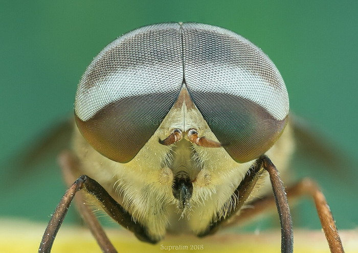 -   .  ,  ,            .