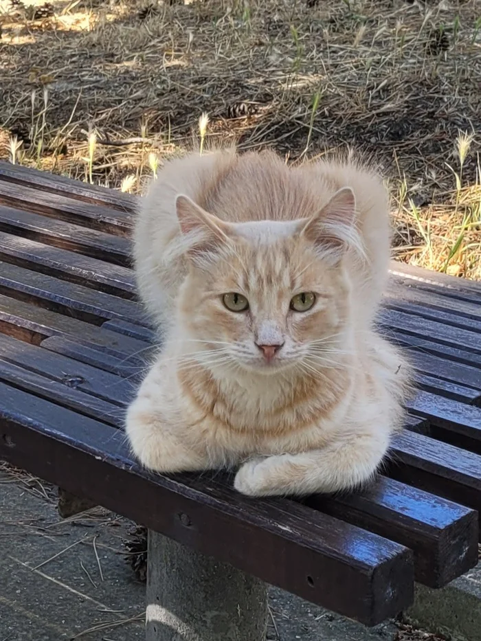 Beauty or bummer in Sudak - My, Crimea, Humor, Vacation, Mood, Sea, beauty, The city of Sudak, cat, Longpost