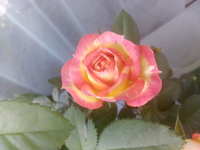 �� ����� �����, ��� � �������. � �������� ���� ����. ������ �������� �������. ����� ���� ��� ���-�� ���������� � ����� ���������?