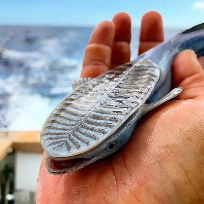 Remora: A mouth full of parasites. Why do sharks tolerate and never eat stuck? - Fish-sticking, A fish, Marine life, Yandex Zen, Yandex Zen (link), Longpost