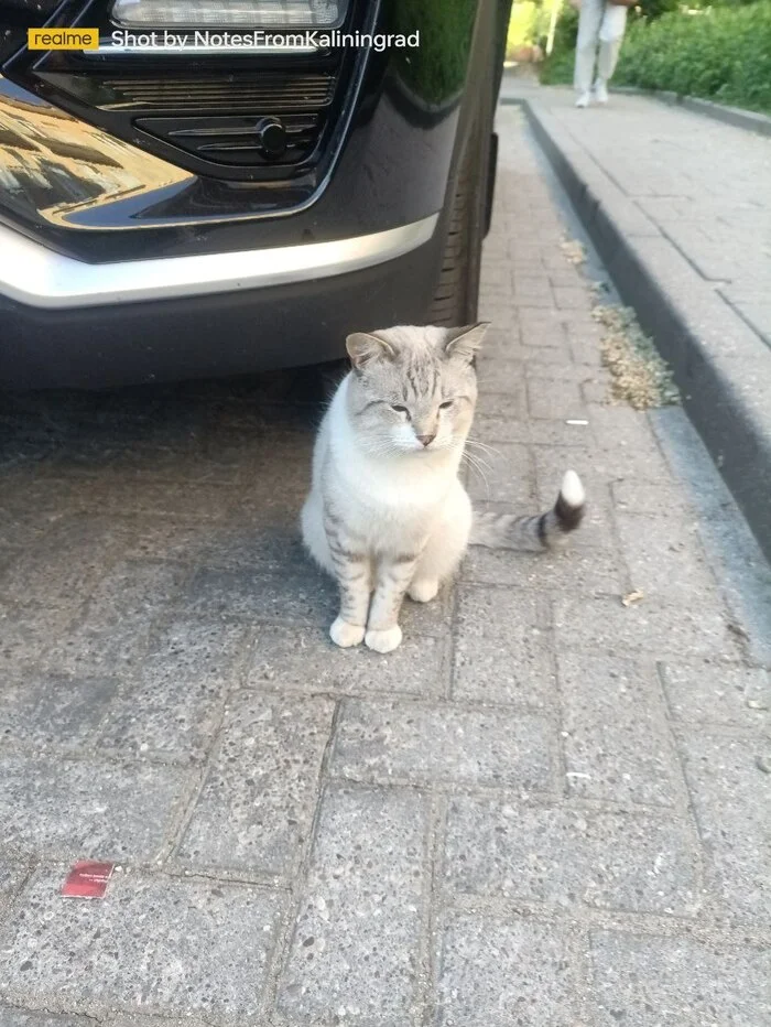 City beauties - My, cat, Kaliningrad, Kaliningrad region, City walk, Street photography, The photo