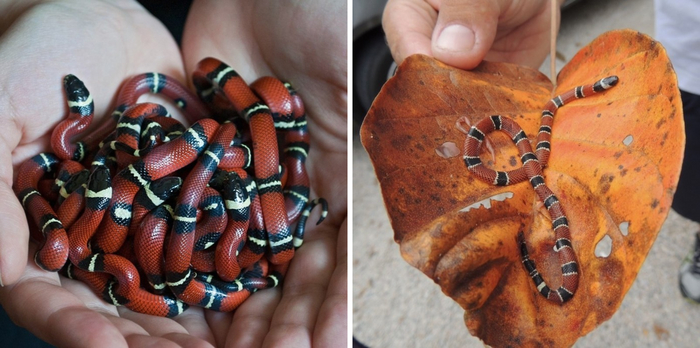        .    ,      -.     .